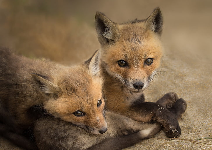two brown fox puppies, animals, group of animals, animal themes