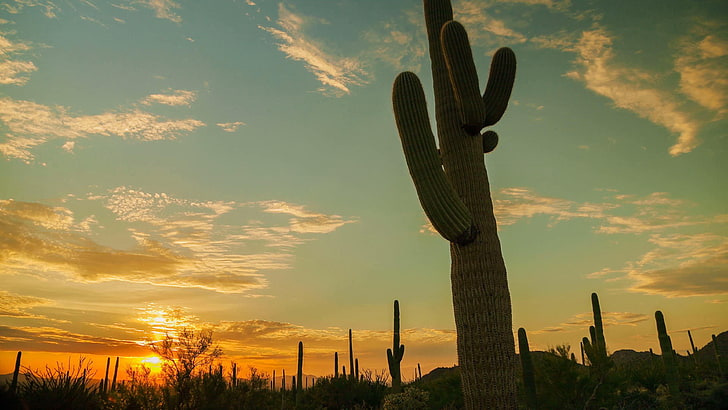 western, cactus, saguaro national park, sunset, arizona, glow
