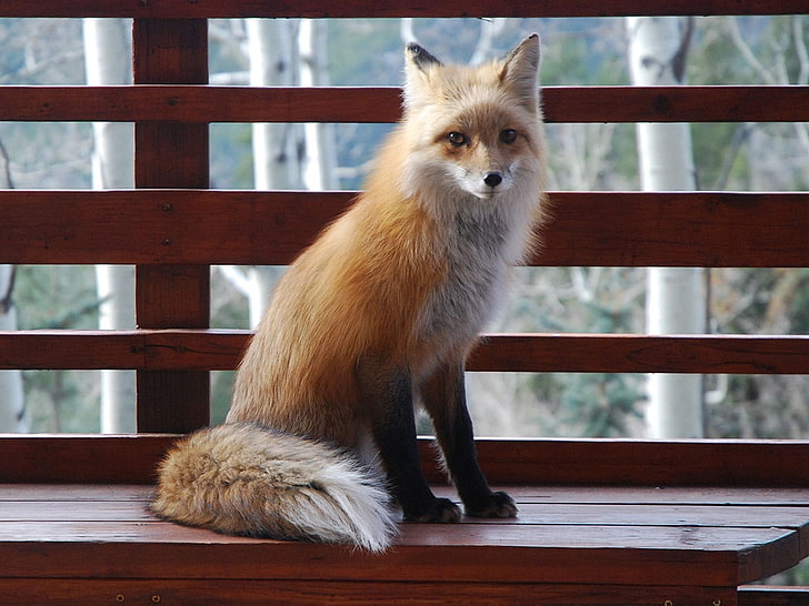 brown and white fox taxidermy, sitting, benches, animal, mammal, HD wallpaper