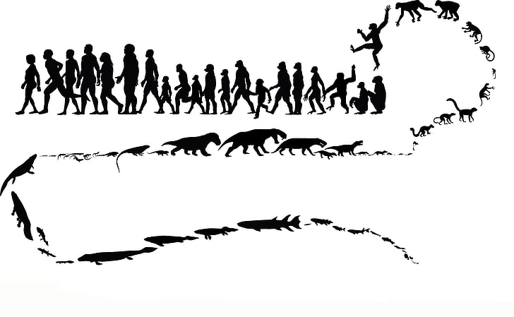 evolution of human illustration, animals, people, monkey, white background