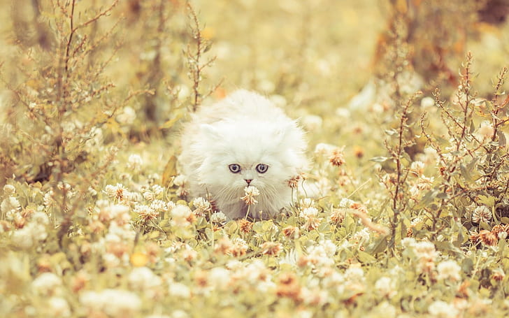 Cute White Kitty, white persian kitten, gorgeous, cool, beautiful