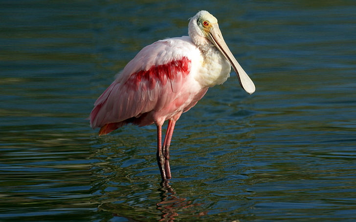 Roseate Spoonbill Bird Merritt Island National Wildlife Refuge Florida, HD wallpaper