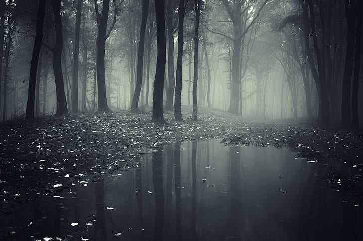 fog, forests, nature, puddle, HD wallpaper