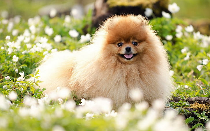 Pomeranian in the grass, tan long coat short dog, animals, 1920x1200, HD wallpaper
