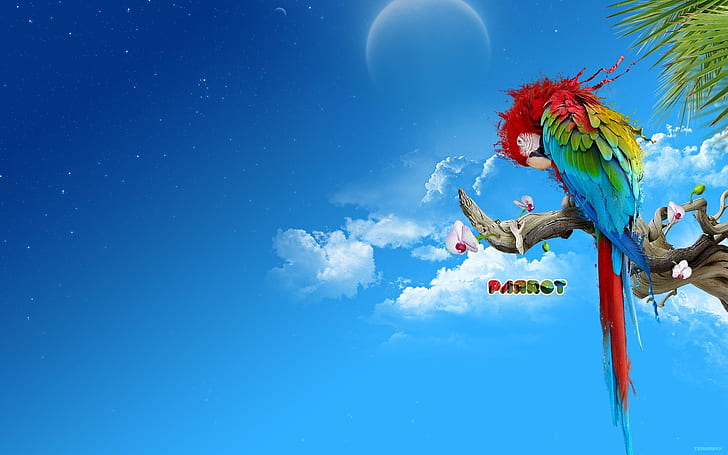 Colourful Parrot, HD wallpaper