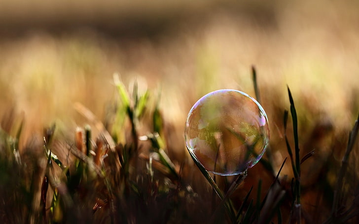 round bubble, moisture, grass, reflections, nature, summer, green Color, HD wallpaper