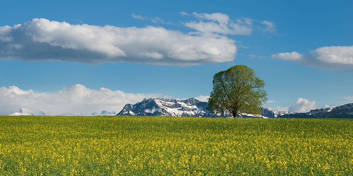 alpine, blue, clouds, field, green, landscape, mountains, oilseed rape, HD wallpaper