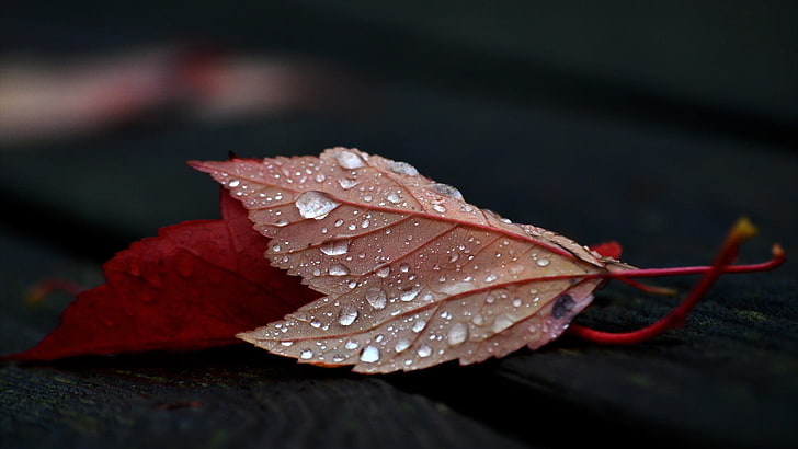 red leafed plant, close-up photo of red leaf with dew, nature, HD wallpaper
