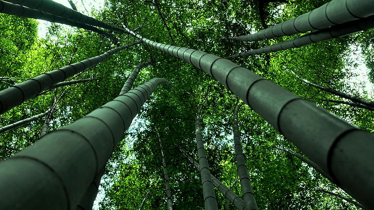 nature, bamboo, green, HD wallpaper