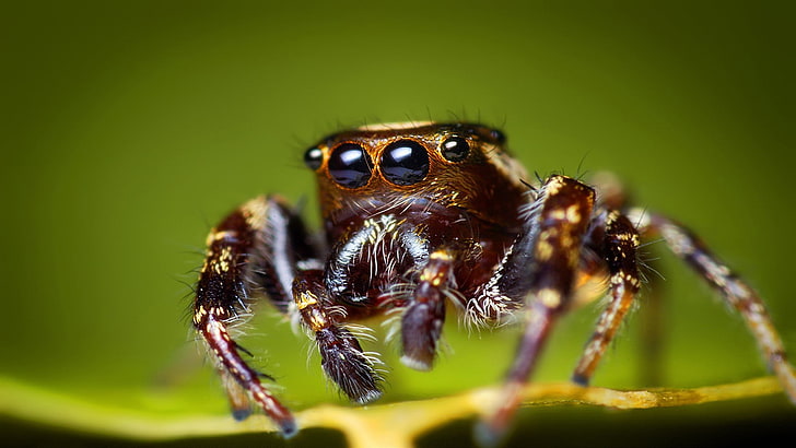 closeup photography of brown jumping spider, animals, insect, HD wallpaper