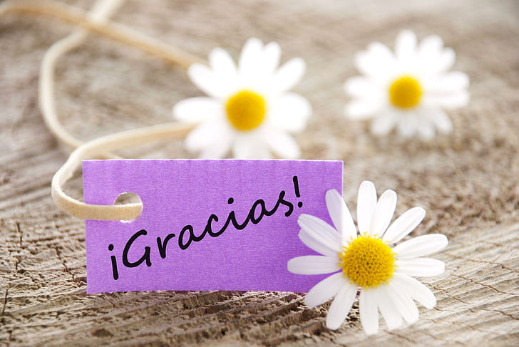 Gracias!, soft, message, daisies, flowers