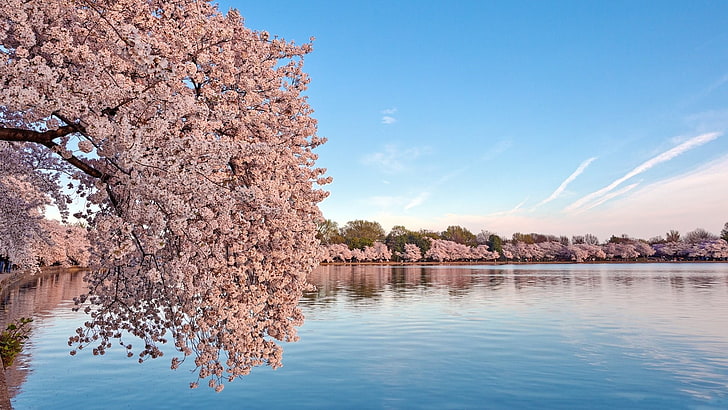 pink flowering tree, landscape, nature, water, plant, beauty in nature