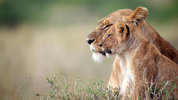 lioness and cub, nature, animals, baby animals, big cats, depth of field