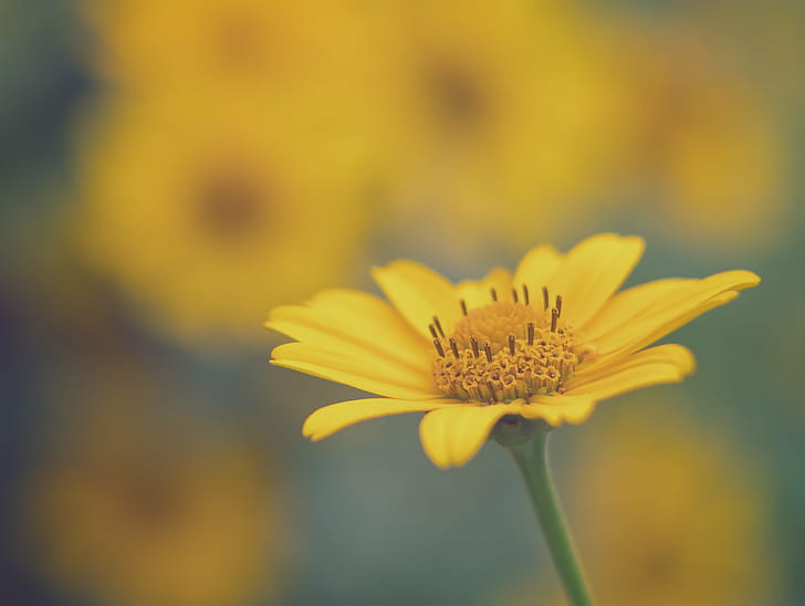 tilt shift view of yellow Dandelion flower, Mellow yellow, Blume, HD wallpaper