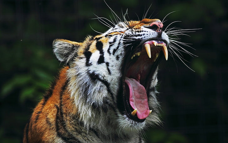 orange and white tiger, animals, open mouth, nature, big cats, HD wallpaper
