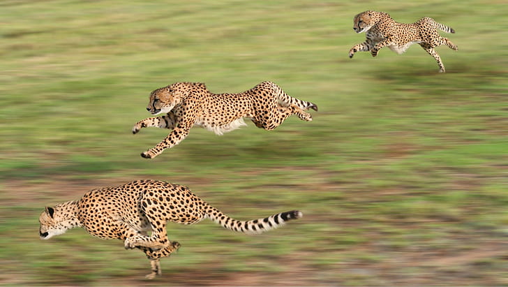 animals cheetahs running motion blur