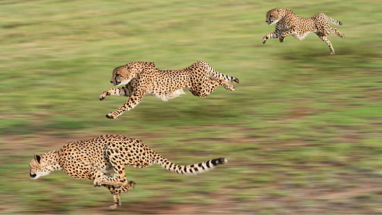 HD wallpaper: animals, cheetahs, running, motion blur, animal wildlife, big  cat | Wallpaper Flare