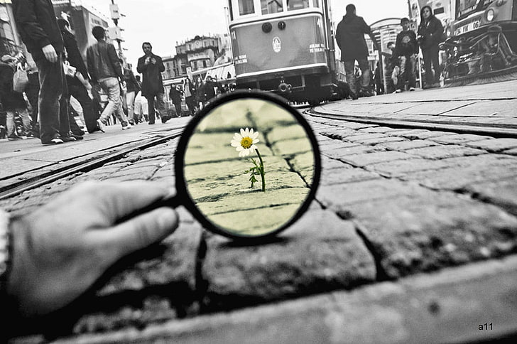 selective color photo of daisy flower, photography, selective coloring