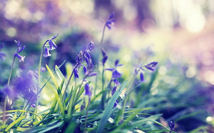 nature, bokeh, flowers, purple flowers, grass, HD wallpaper