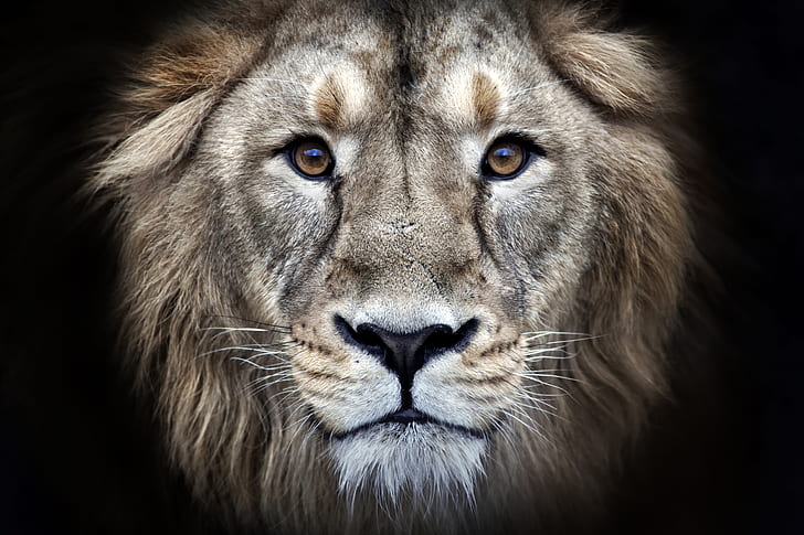 Cats, Lion, Big Cat, Face, Stare, Wildlife, predator (Animal), HD wallpaper