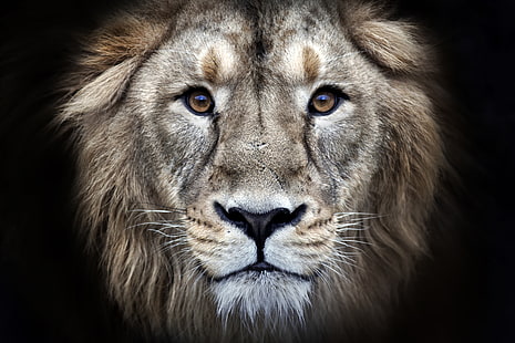 HD wallpaper: animals, nature, cat, lion, predator, face, cats, look ...