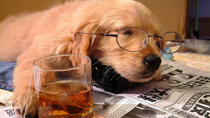 clear drinking glass, dog, glasses, newspapers, animals, one animal