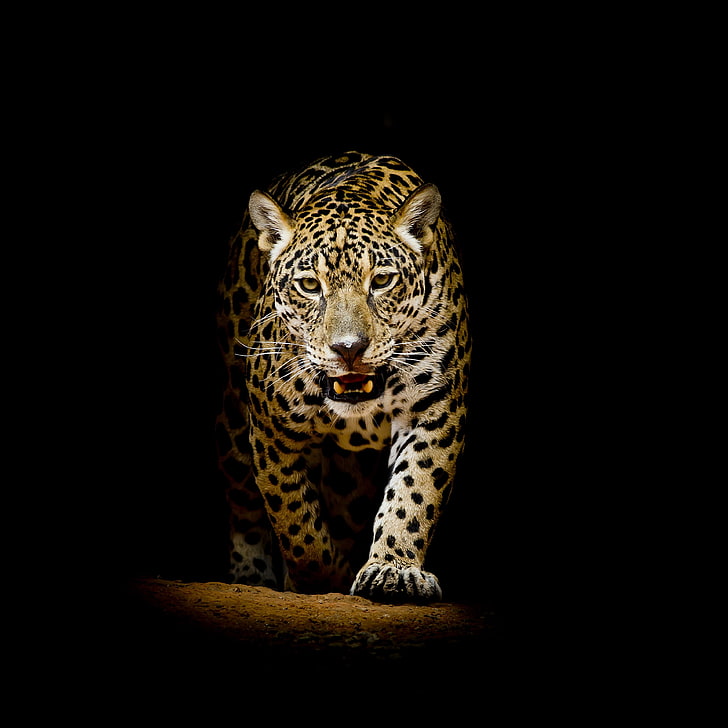 HD wallpaper: leopard 4k for desktop background, big cat, feline, one  animal | Wallpaper Flare