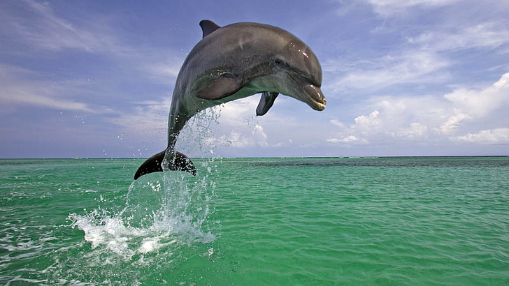 animals, dolphin, sea, jumping, water, animal wildlife, motion, HD wallpaper