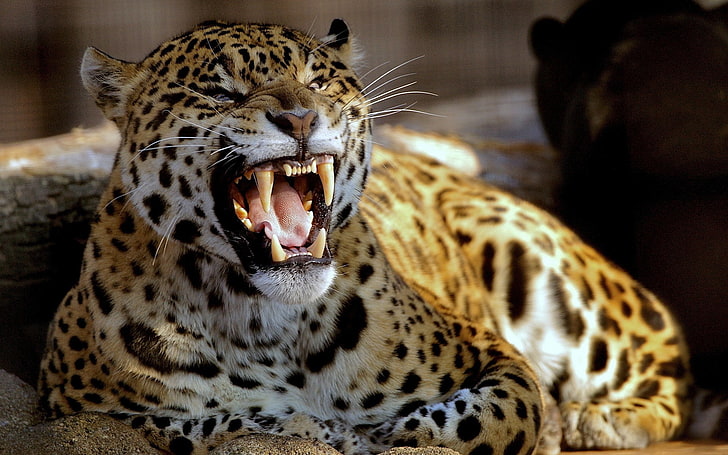 animals, leopard (animal), feline, big cat, animal themes, animal wildlife, HD wallpaper