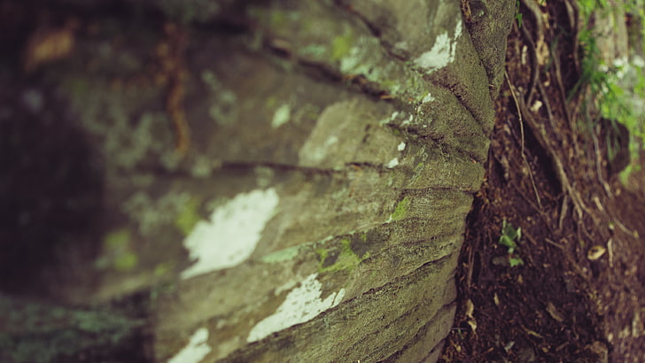 nature, rock, macro, tree trunk, plant, close-up, textured