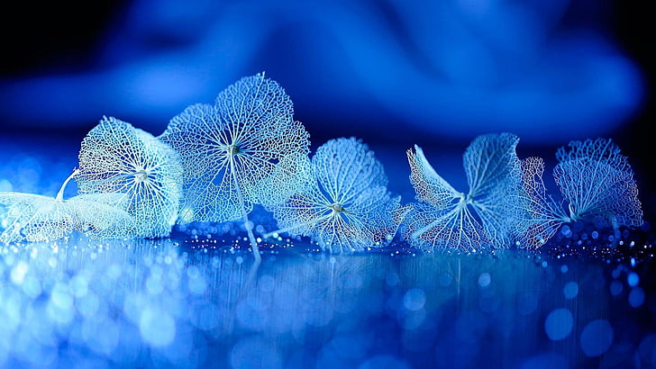 blue, water, droplets, light, macro, close up, drops, flower, HD wallpaper
