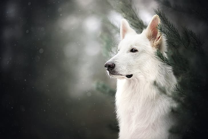 HD wallpaper: face, branches, portrait, dog, bokeh, The white Swiss ...
