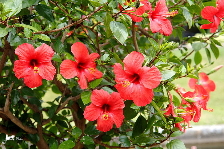 red hibiscus flowers, chinese rose, bushes, branches, leaves, HD wallpaper