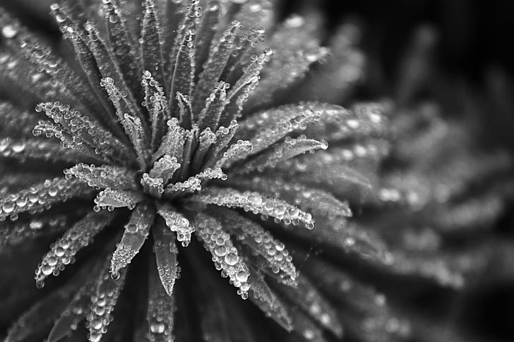 grayscale and selective focus photography of petaled flower, Saturated, HD wallpaper