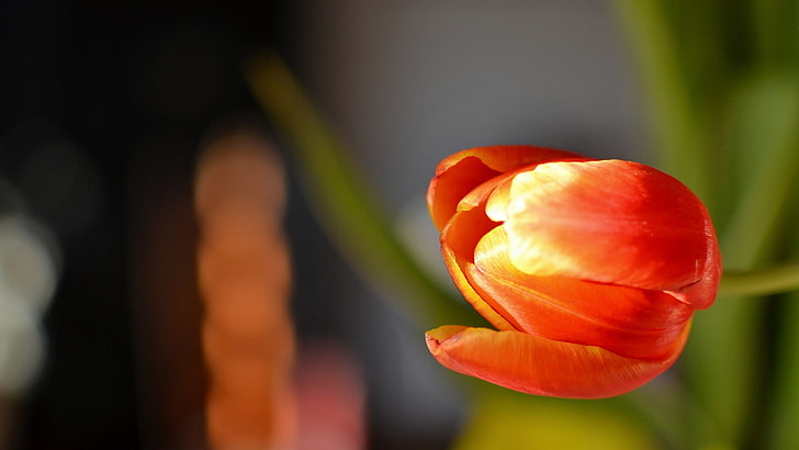 flowers, tulips, orange flowers, flowering plant, freshness, HD wallpaper