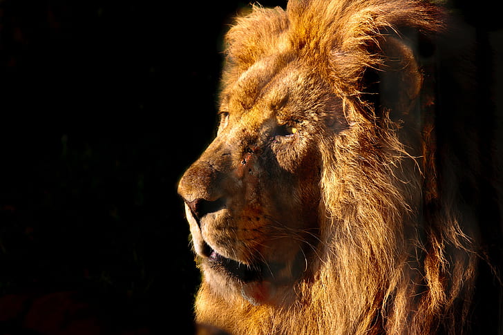brown lion in close up photography with black background, zoo