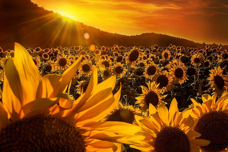 Flowers, Sunflower, Field, Nature, Summer, Sunbeam, Sunrise