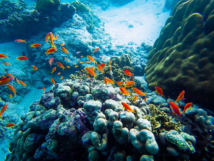 school of orange fish, animals, sea, underwater, nature, animal wildlife, HD wallpaper