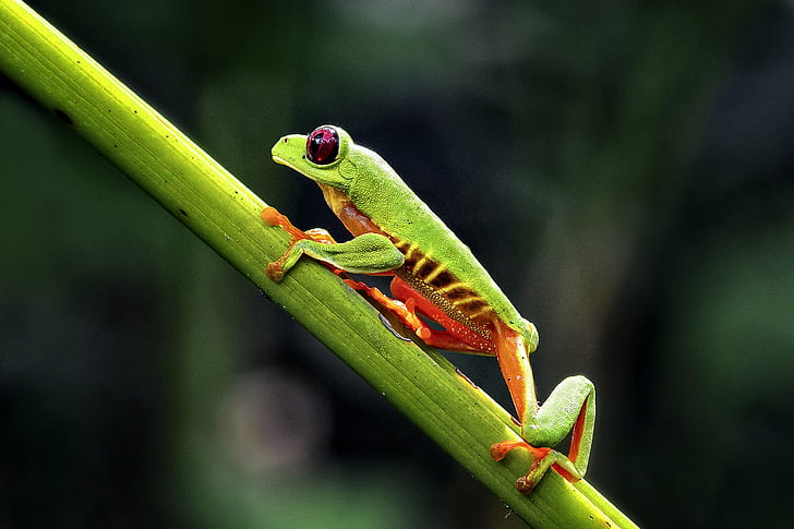 selective photography ofg green frog on green branch, red-eyed tree frog, red-eyed tree frog