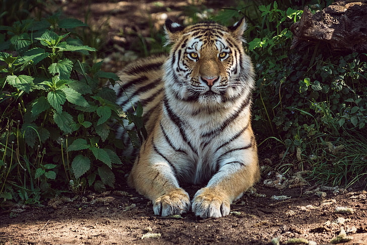 tiger animal, lies, predator, wildlife, carnivore, mammal, undomesticated Cat, HD wallpaper