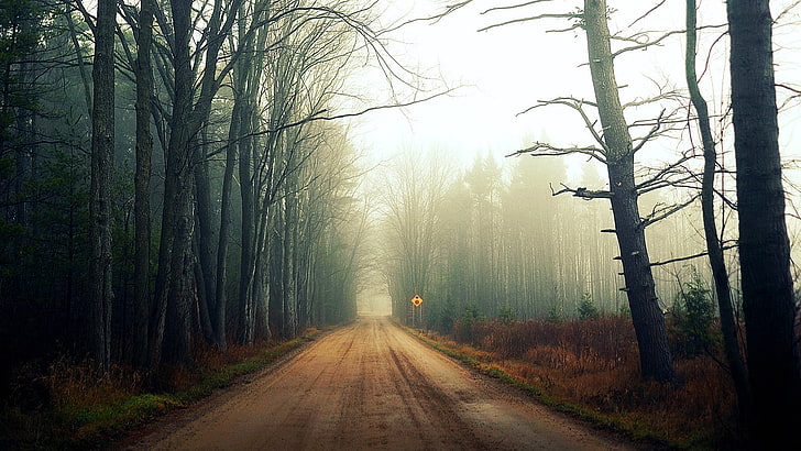 brown bare trees pathway, road, forest, nature, landscape, fog