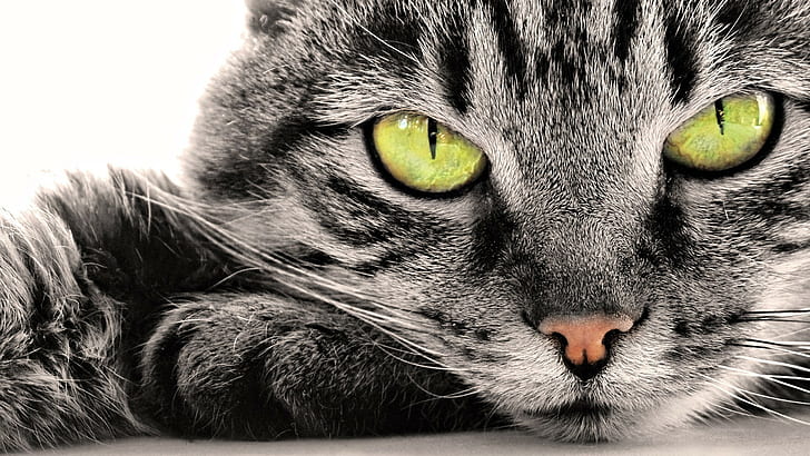 closeup, cat, feline, animals, HD wallpaper