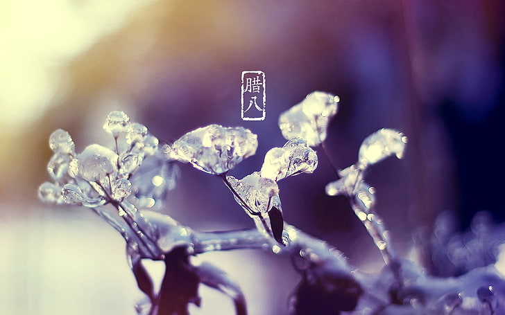 water due wallpaper, ice, plants, cold, nature, close-up, selective focus, HD wallpaper