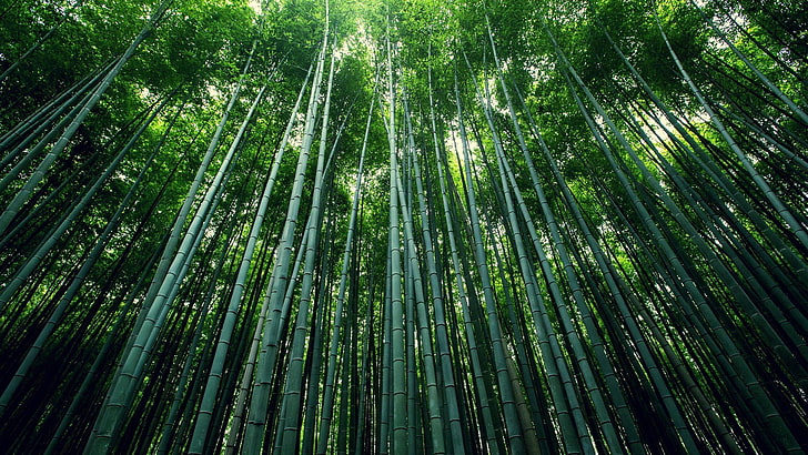 green trees, bamboo, plants, nature, forest, Moso, green color