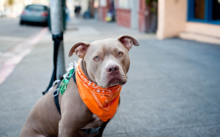 adult brown American pit bull terrier, dogs, face, bandana, leash