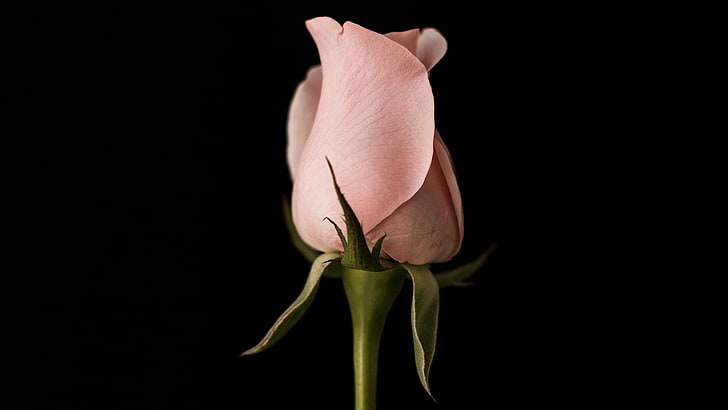tulips, pink, flower, flowering plant, petal, studio shot, vulnerability, HD wallpaper