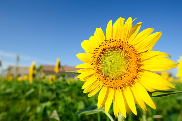 selective focus photography of sunflower, Sunomata, 日本, JP, HD wallpaper