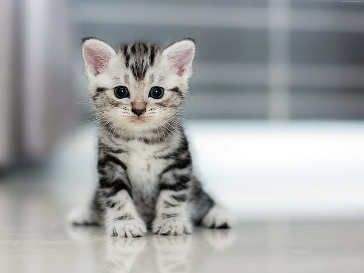 cute, 4K, Cat, Kitten