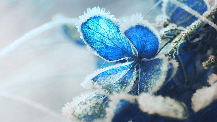 frost, macro photography, hoarfrost, rime, blue, blue flower