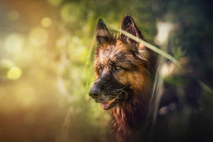 German shepherd face, bokeh, dog